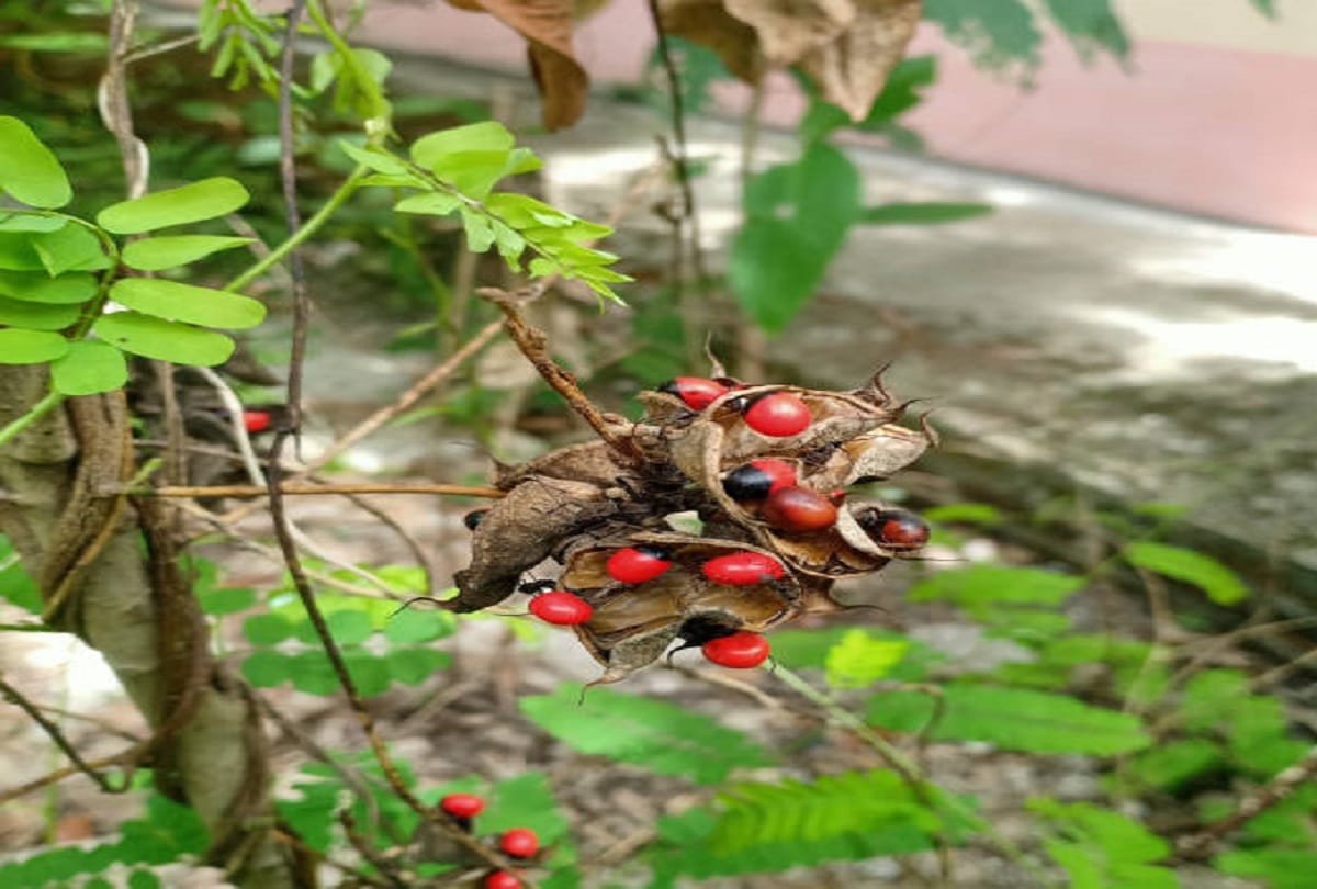 five poisnous flowers and plants of the world it can be dangerous for human life