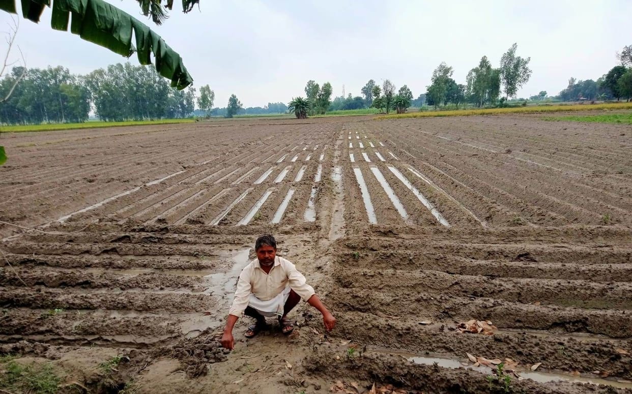 Disaster rain, crisis on potato and paddy crop