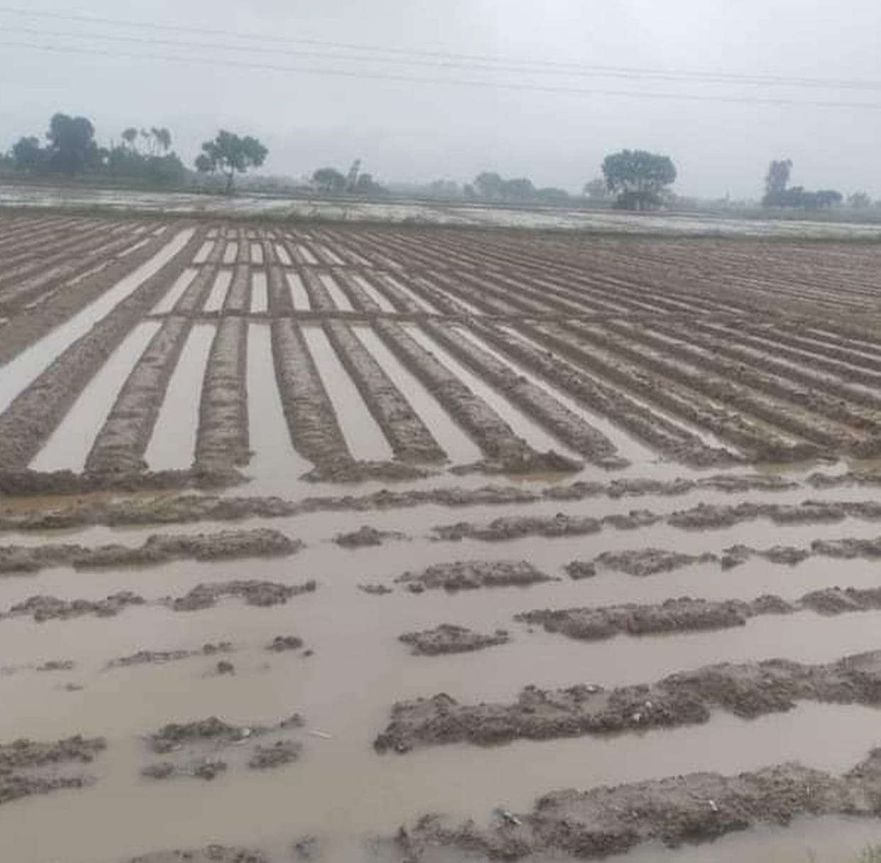 Disaster rain on potato fields