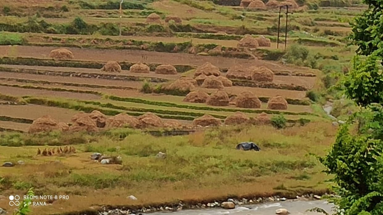 Red rice crop on the verge of ruin