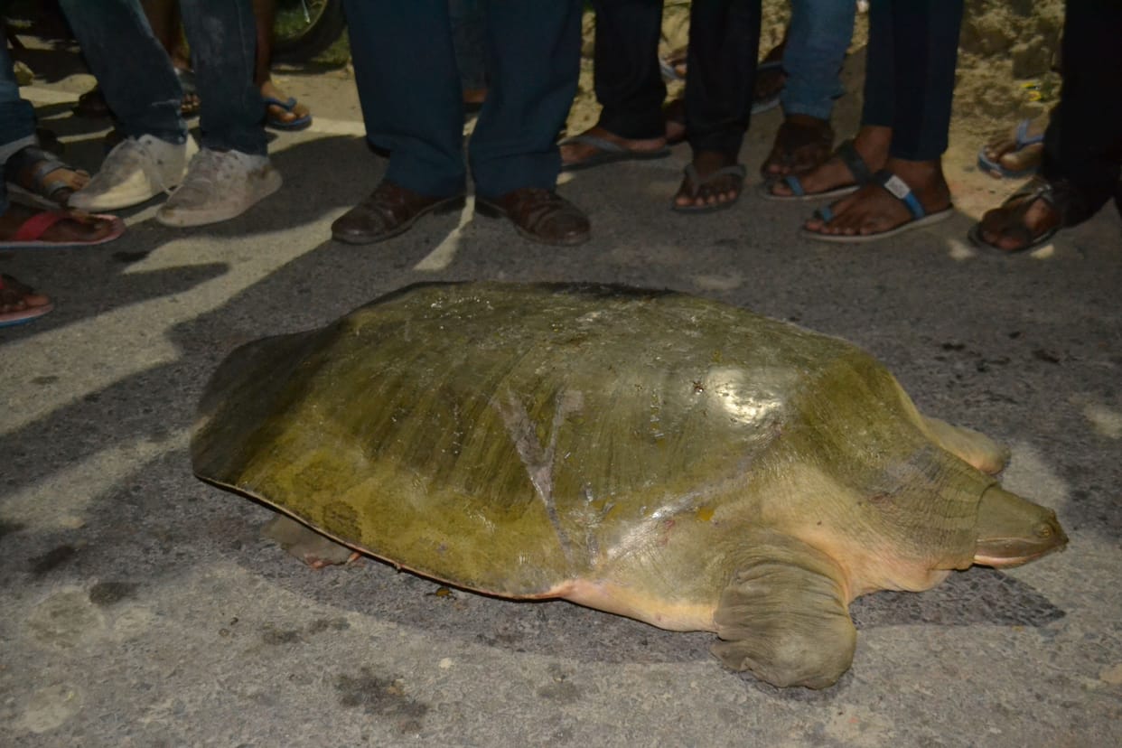 40 kg tortoise found near Milkinpurwa Bamba, forest workers left in Yamuna