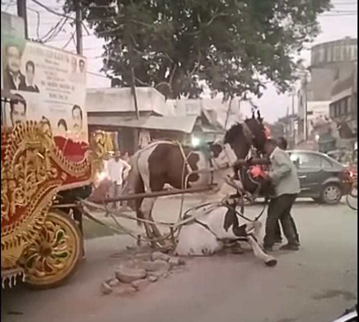 Baraat's buggy horse trapped in an open manhole, gathered at the crossroads