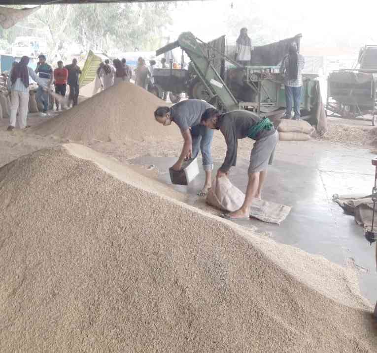 Farmers have to wait for month even after booking to sell their paddy in Nalagarh agro produce mandi