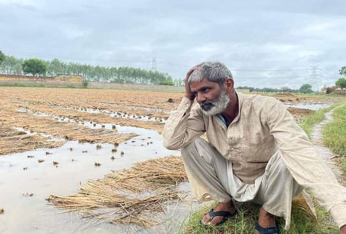Paddy and potato crops ruined due to unseasonal rains in Mathura