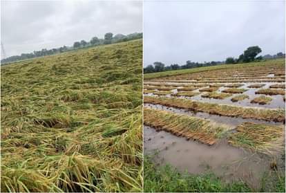 Paddy, bajra and potato crops ruined in Agra due to unseasonal rains