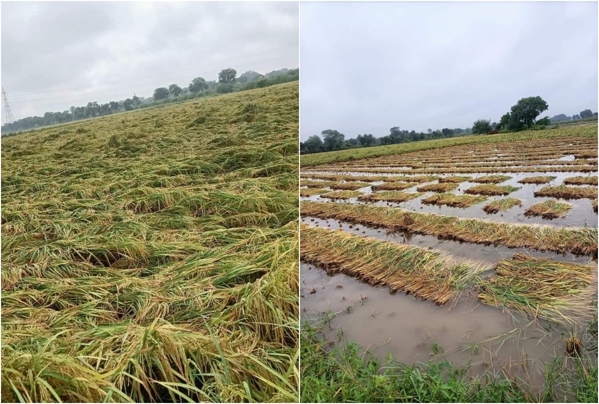 Agriculture department advisory,Wheat-paddy crop will be destroyed if the fields are not properly managed