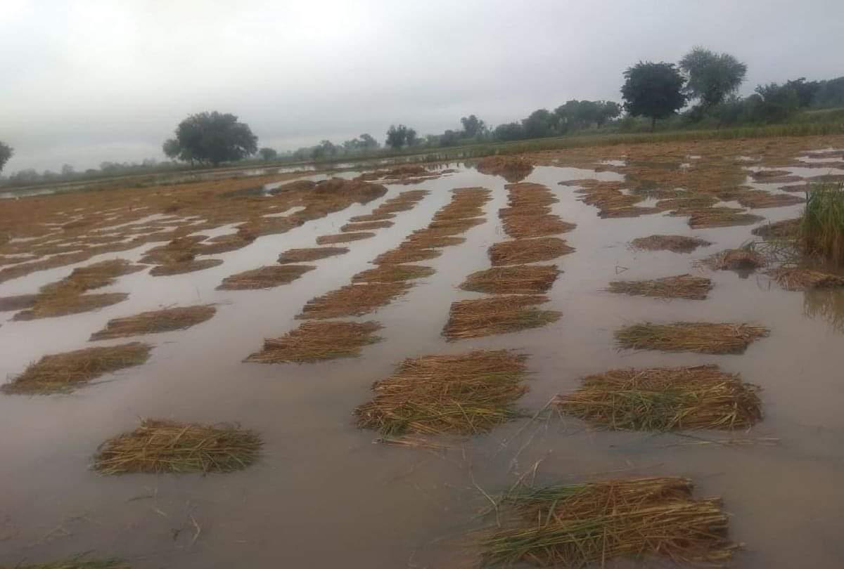 Paddy, bajra and potato crops ruined in Agra due to unseasonal rains