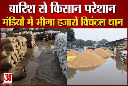 Paddy Soaked In Rain In The Mandis Of Haryana rain damage to standing crop
