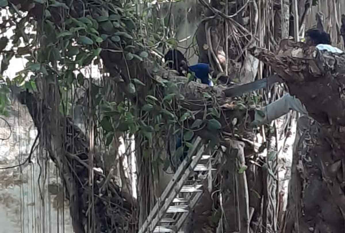 Rare tree dying between ignoring two departments: 150 year old banyan tree branch is pruned every day