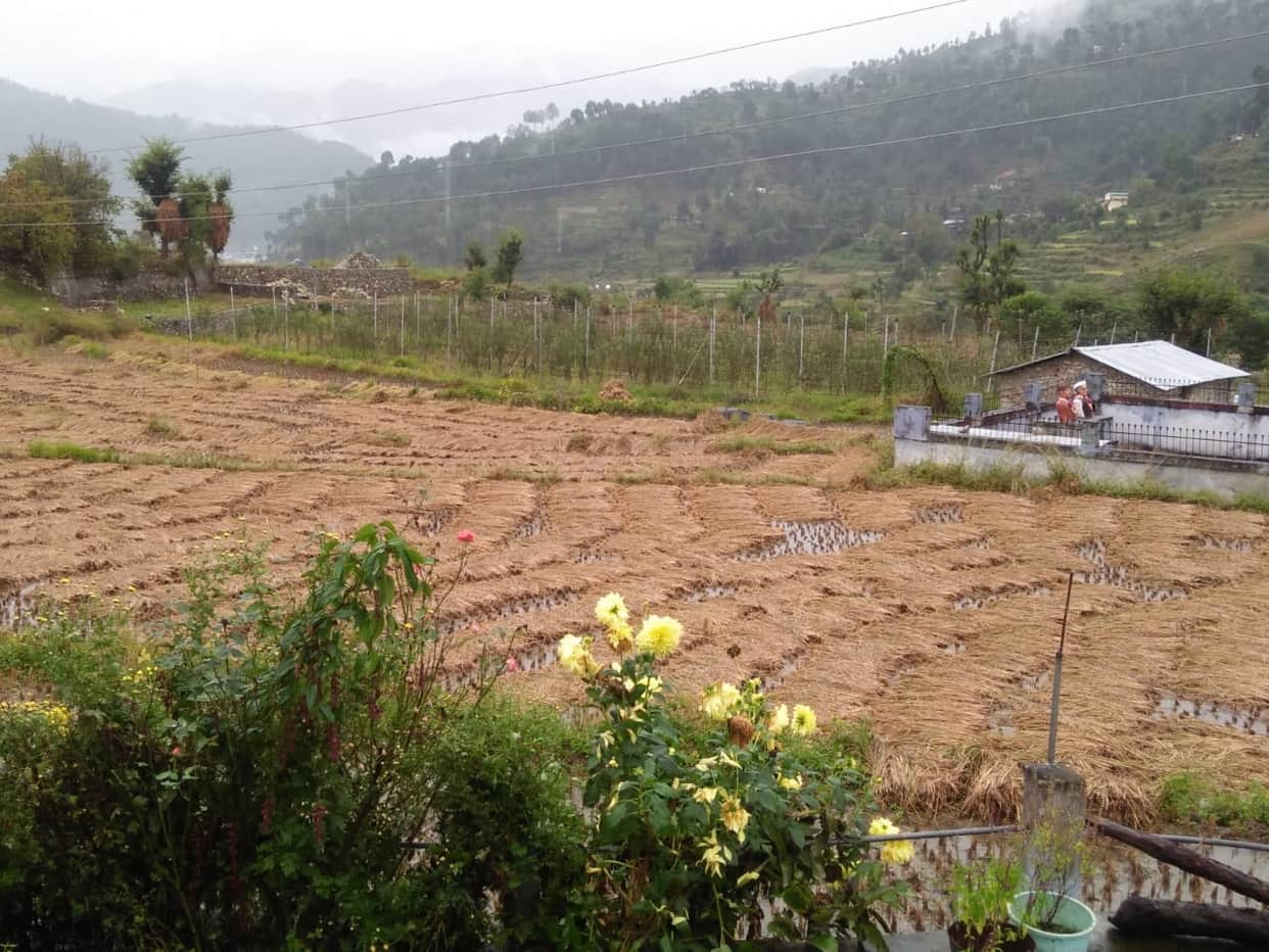 Uttarakhand Weather Update News: Many hours of rain ruined the paddy crop seen photos