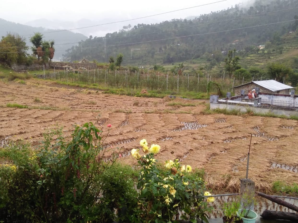 Uttarakhand Weather Update News: Many hours of rain ruined the paddy crop seen photos