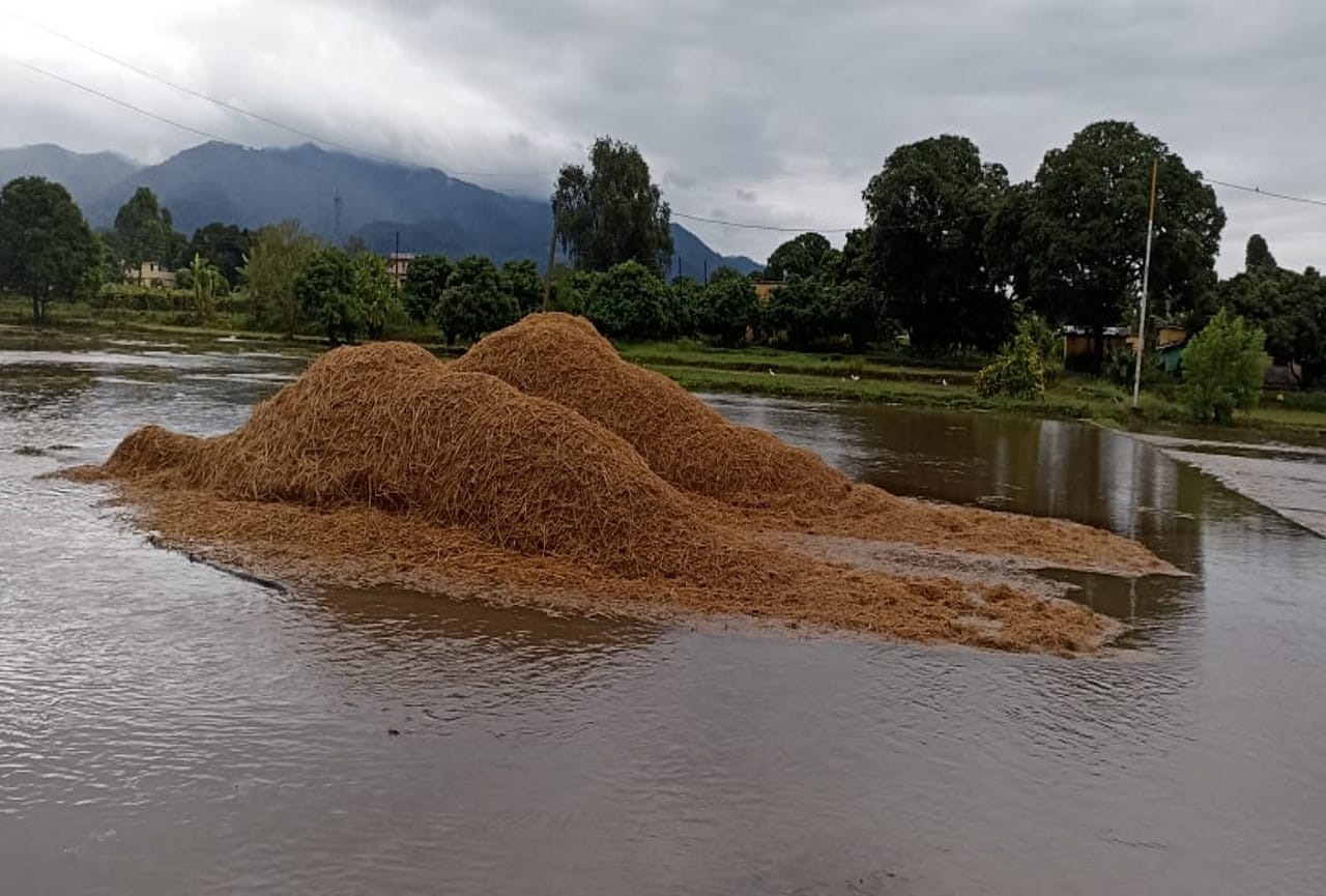 Uttarakhand Weather Update News: Many hours of rain ruined the paddy crop seen photos