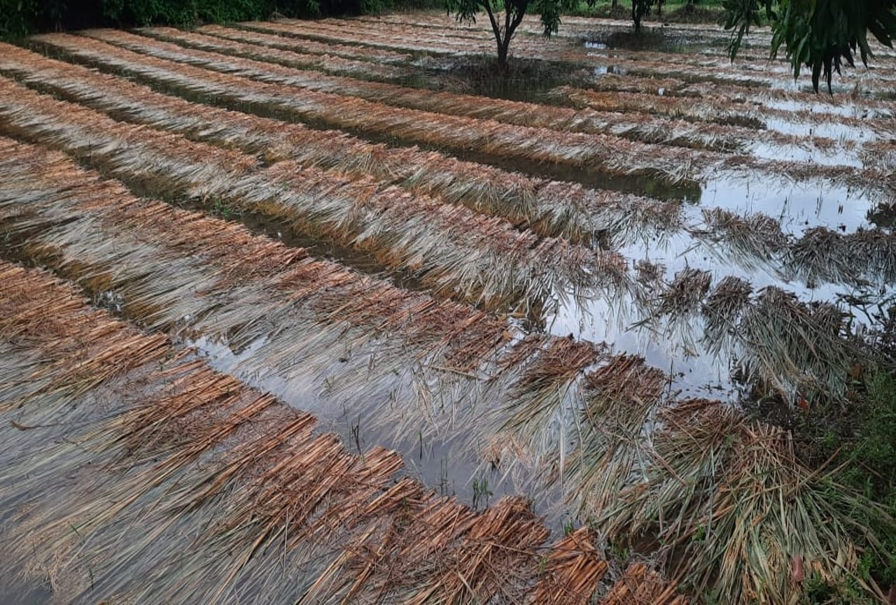 Uttarakhand Weather Update News: Many hours of rain ruined the paddy crop seen photos