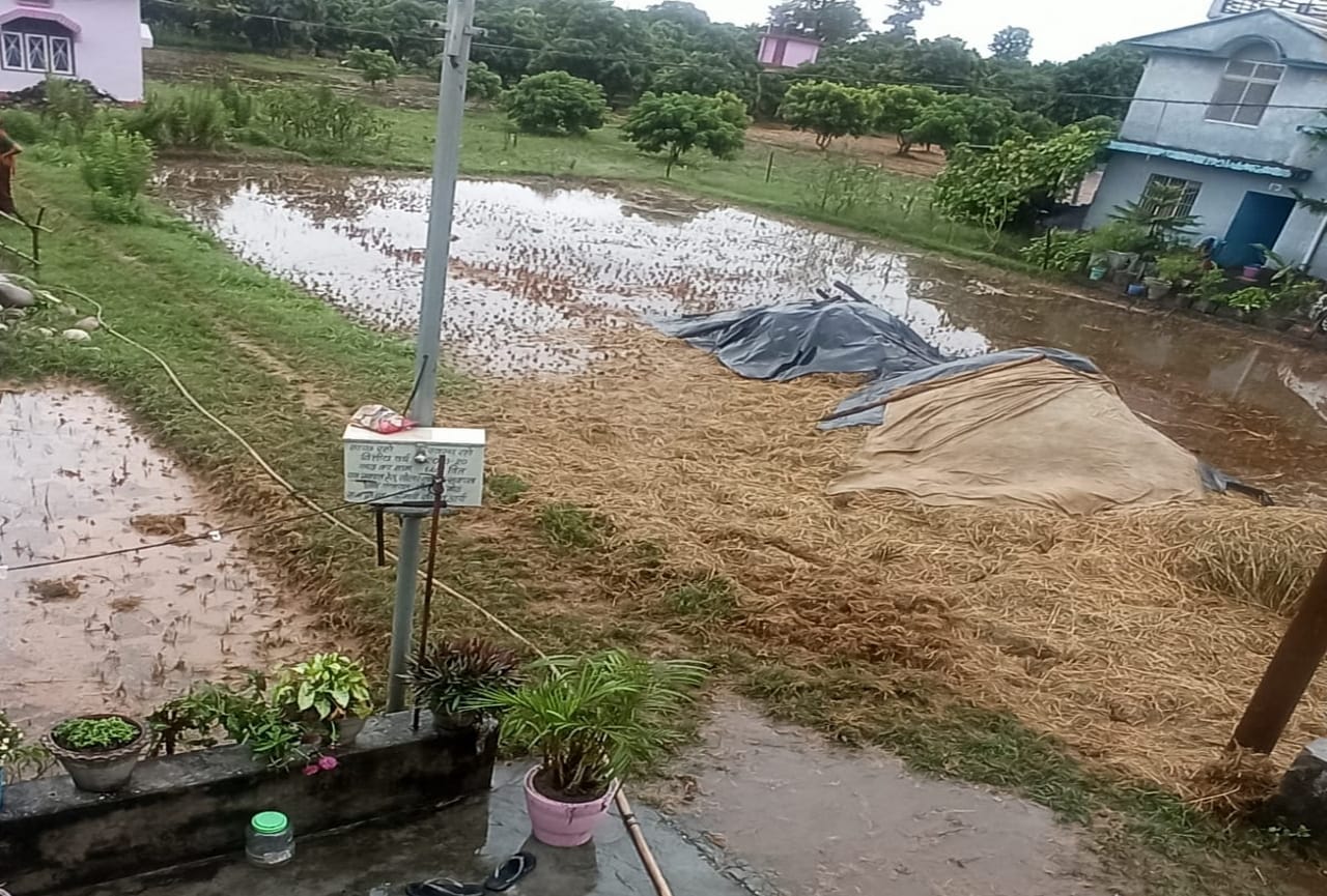 Uttarakhand Weather Update News: Many hours of rain ruined the paddy crop seen photos