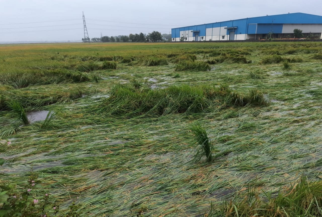 Uttarakhand Weather Update News: Many hours of rain ruined the paddy crop seen photos