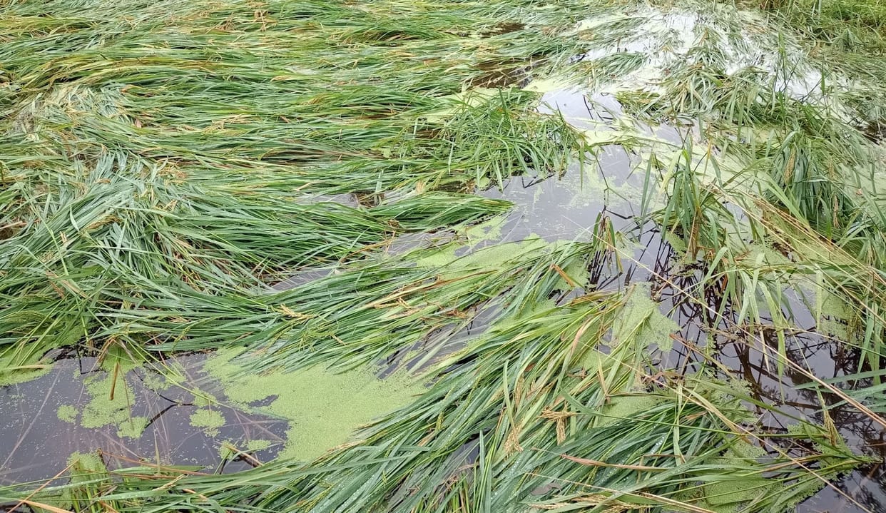 Farmers' crops destroyed by unseasonal rains