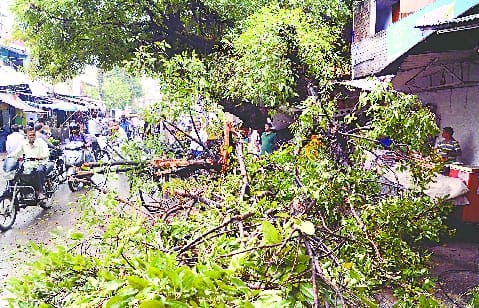 Tree fell in storm in Kohadapir, power failure of many houses
