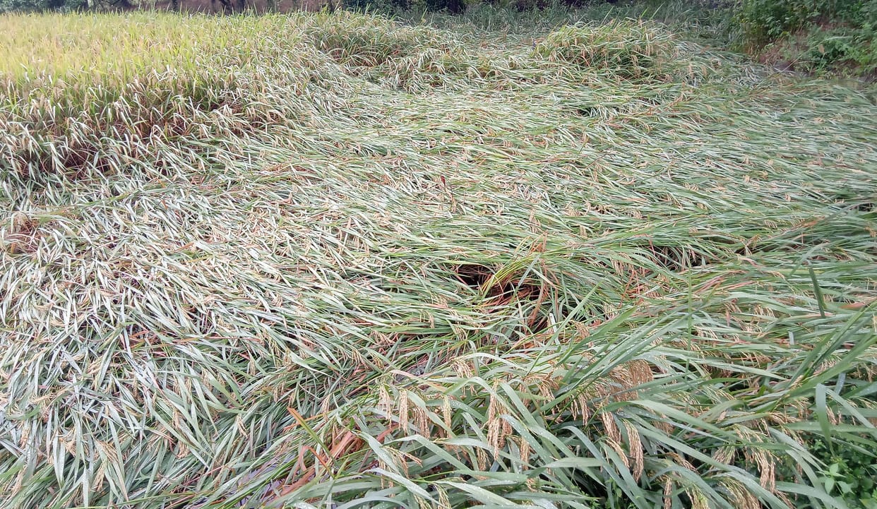 Rain accompanied by strong wind, crops fell