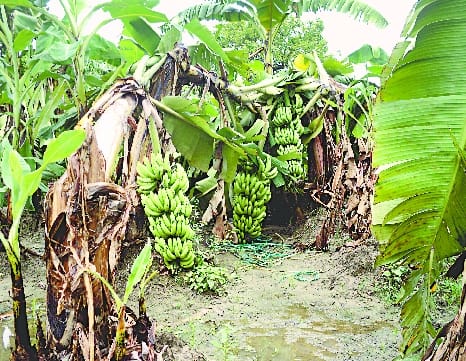 Banana crop destroyed due to strong storm and rain