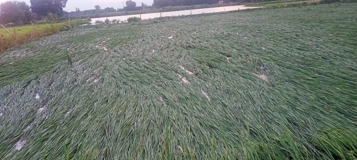 Paddy crop destroyed due to heavy rain