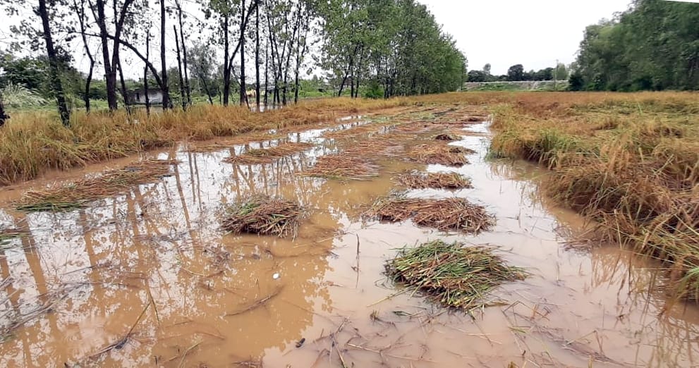 Water filled in the fields, increased concern of farmers