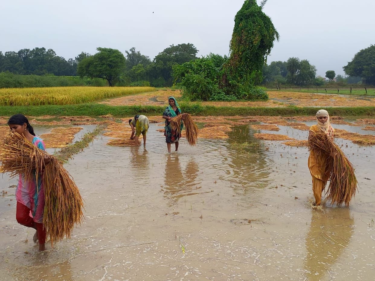 Damage crops and vegetables due to rain