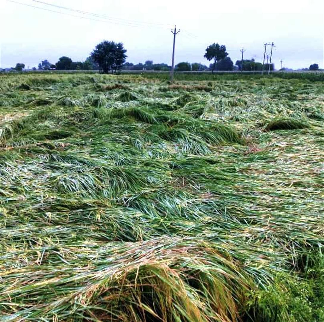 paddy crop and potato destroy by rain