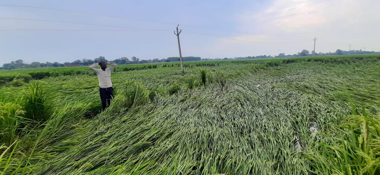 Paddy crop destroyed due to strong wind and rain, mustard, lahi, potato also suffered damage