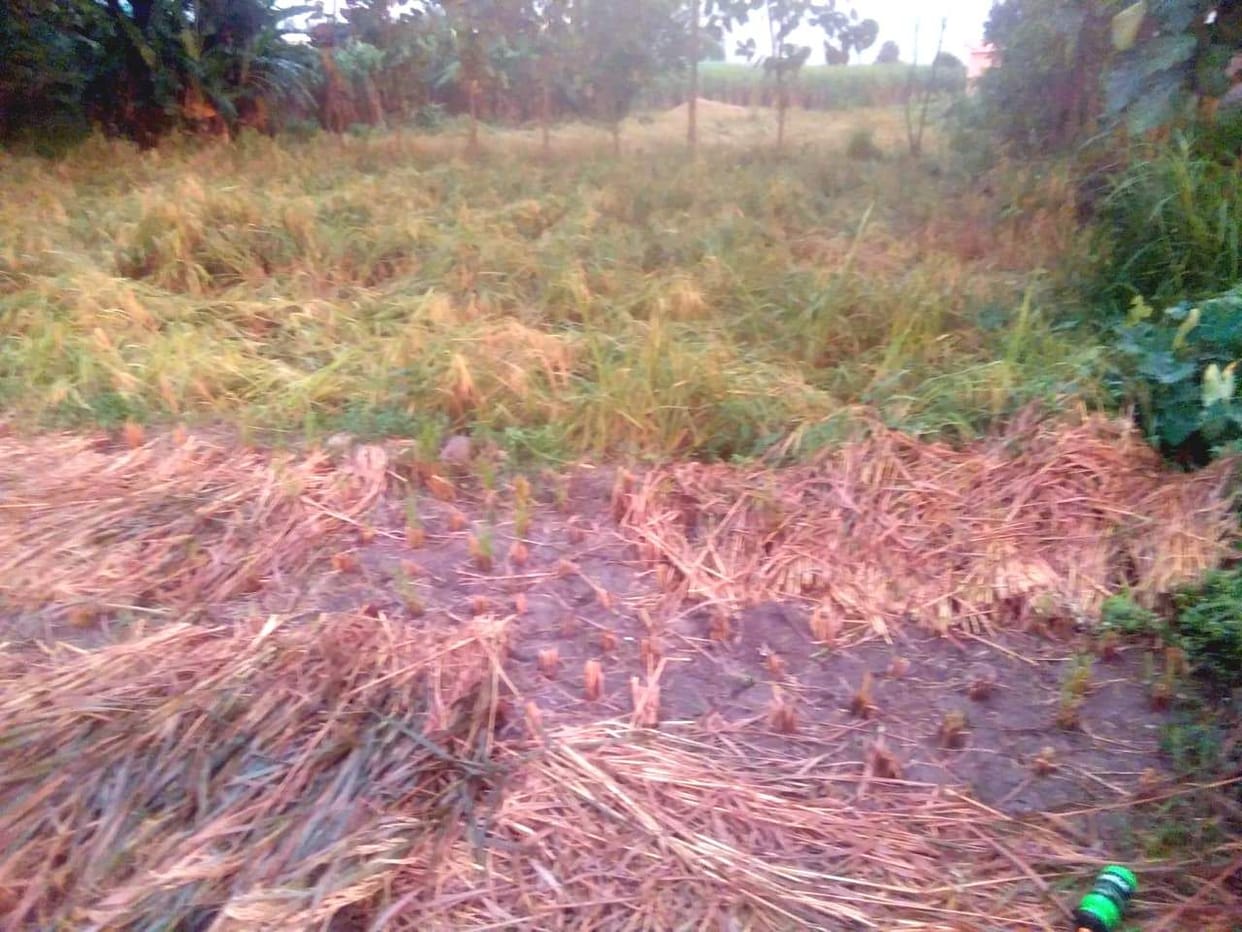 Damage to 400 bigha paddy crop in Doiwala