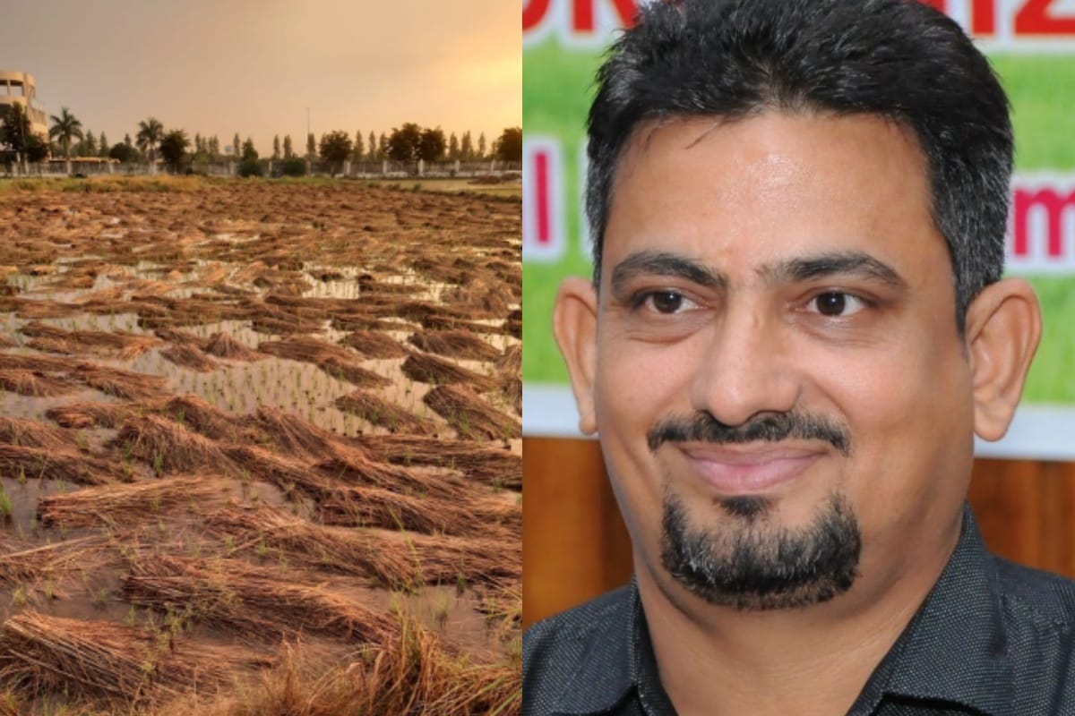Agriculture news: Two days of rain spoiled the taste of basmati, other crops also affected as well