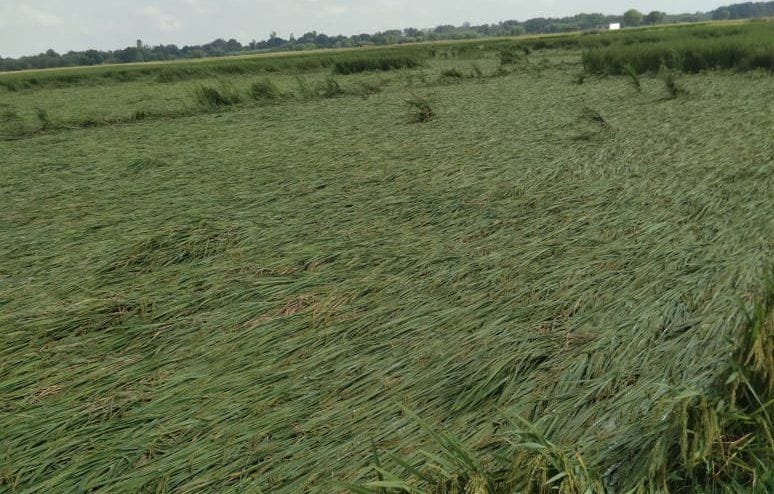 Paddy crop is in trouble due to rain