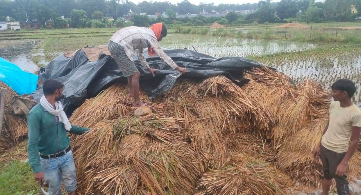Rain spoiled the hard work of the farmer