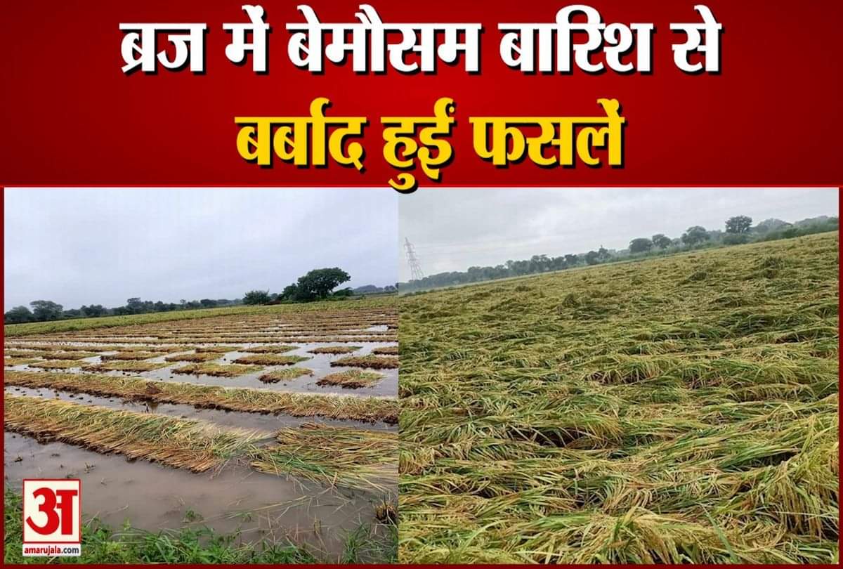 बारिश से फसलों की बर्बादी