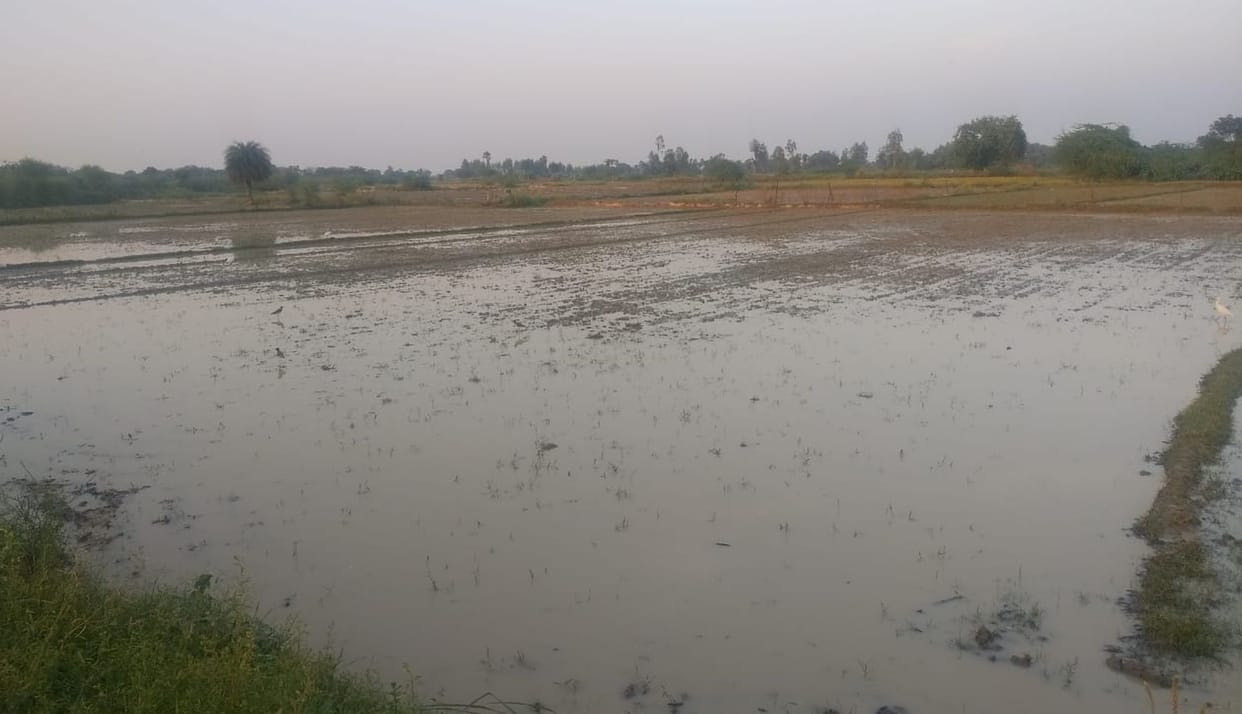 Sowing of potato, garlic and mustard stopped due to rain
