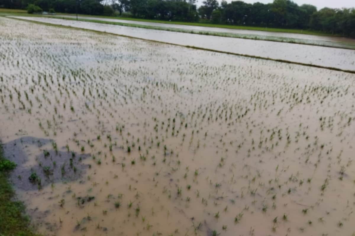 Ganga water level rise in Hastinapur due to heavy rainfall, danger looms over Khadar areas