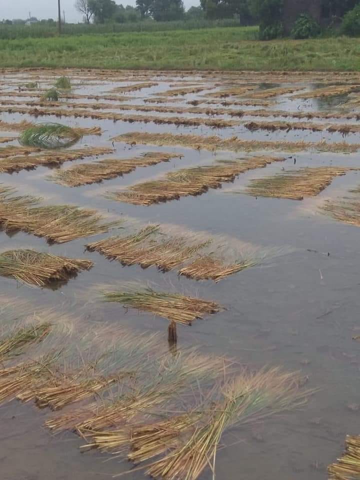 Paddy, millet and vegetable crops ruined by rain