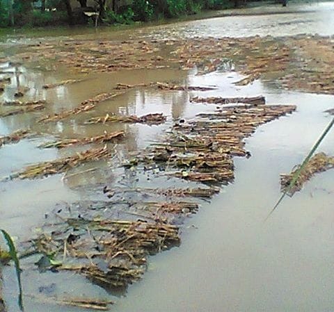 rain effected crops