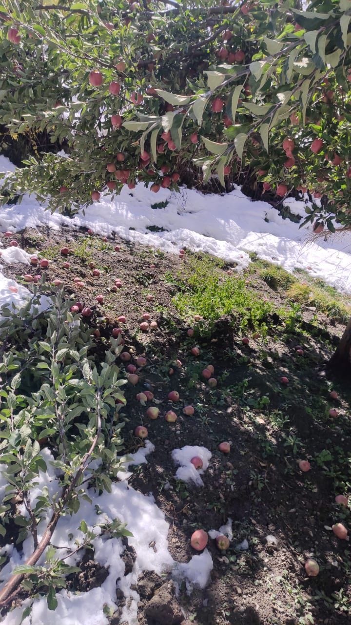 apple crop distroy due to snofall in kinnaur