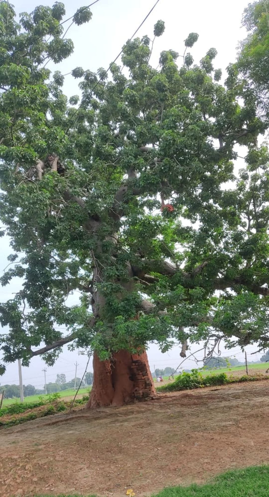 Kalp tree planted in Bhujpura will be included in the heritage, the forest department team confirmed after investigation,