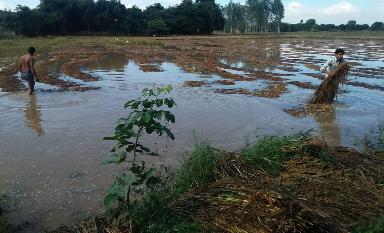 Raw potato crop ruined, firmly backward