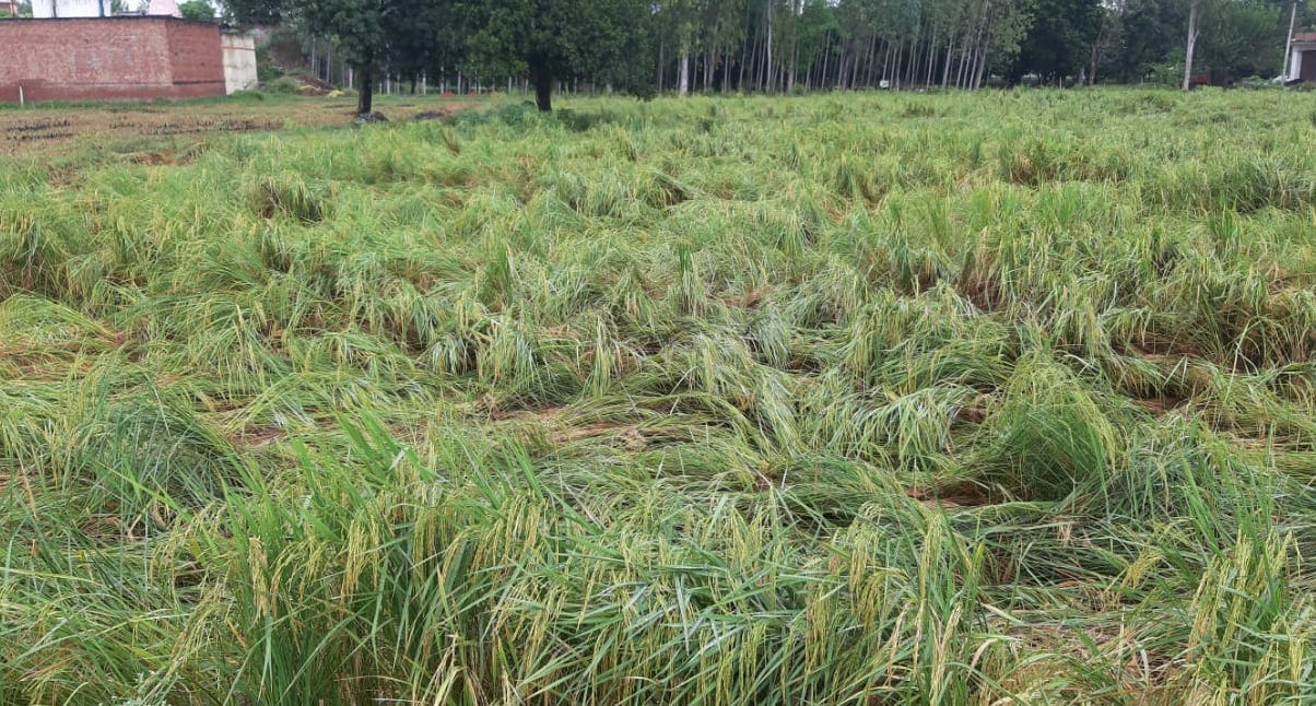 Public upset, huge loss to farmers