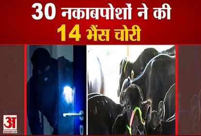 30 Masked Thieves Stole 14 Buffaloes From Dairy In Kaithal