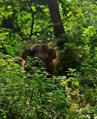 Wild elephants camped in the forest of Sajaniya