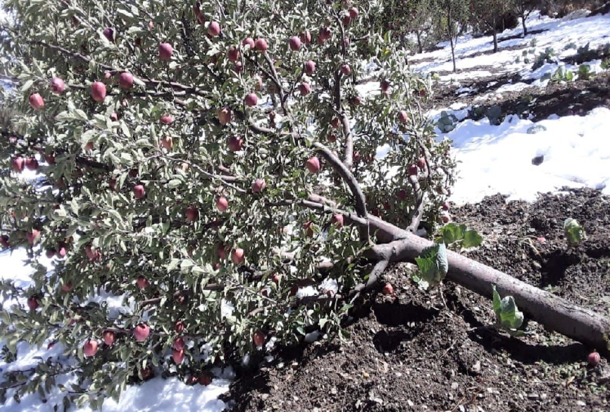 Report of damage to apple crop in Kinnaur and Lahaul-Spiti due to snowfall summoned