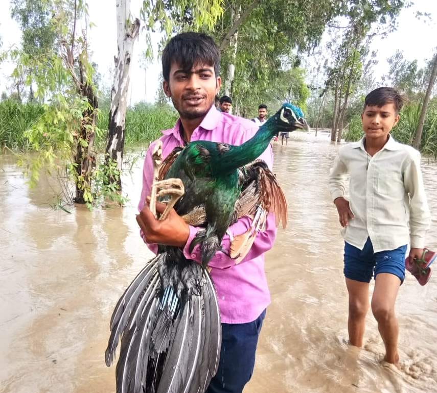 Deer and peacock washed away in Kosi, got treatment after rescue