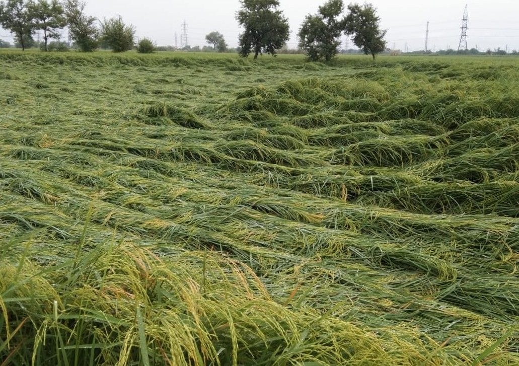 Paddy crop damaged due to rain