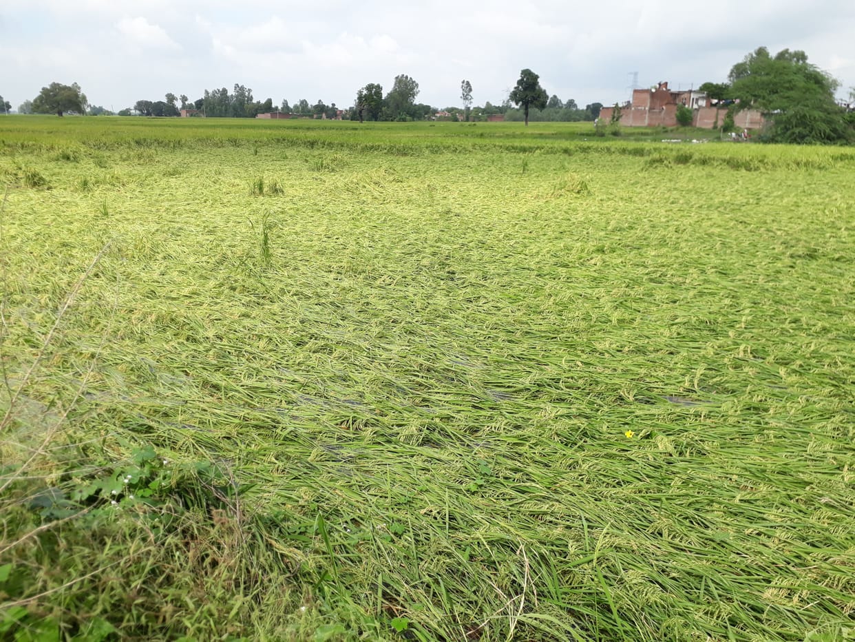 Kanpur Dehat: In 12 hours, 127.6 mm of rain washed away the wishes of the farmers.