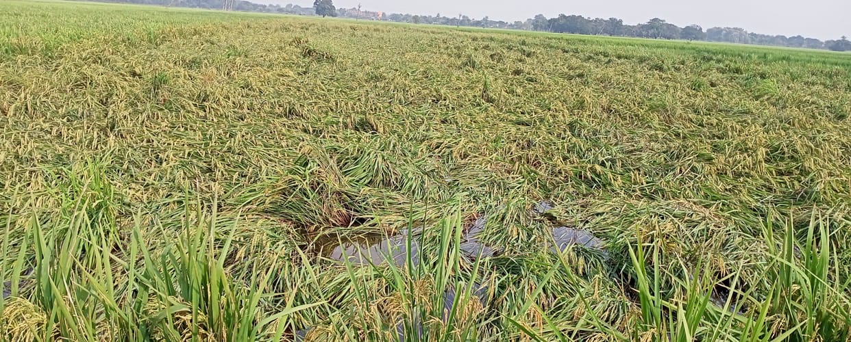Strong wind and rain caused havoc, crops fell in the fields