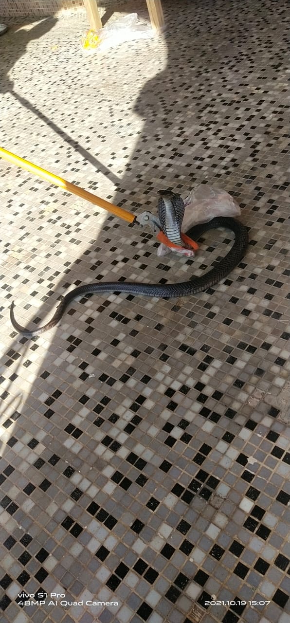 Cobra entered the commissioner's residence