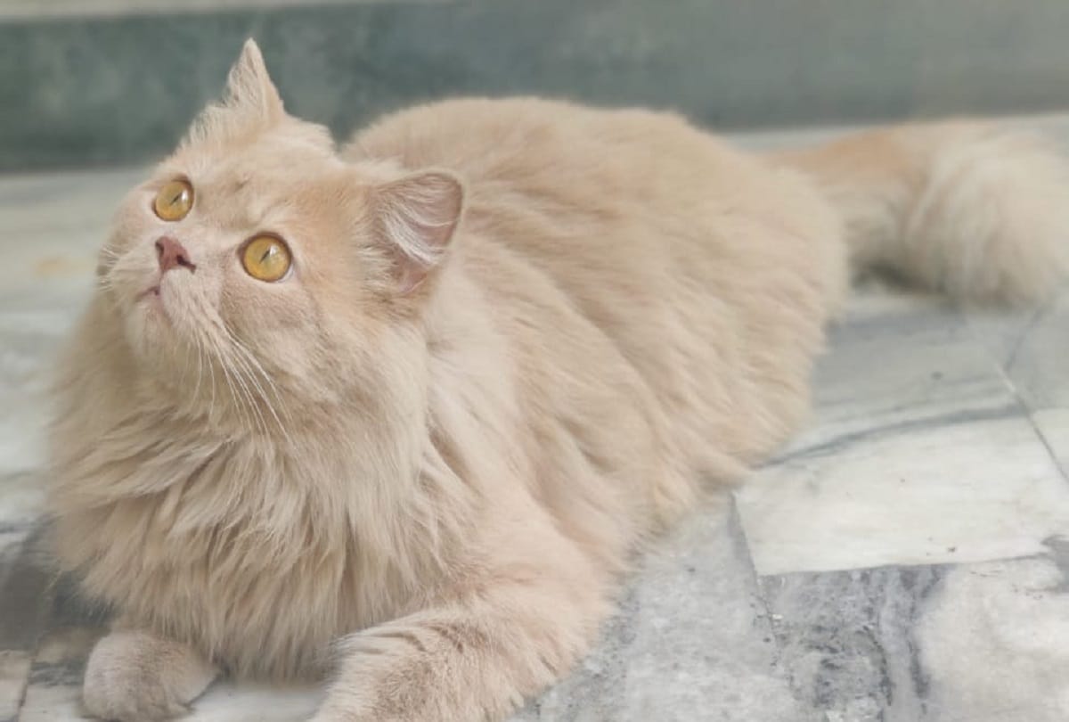 Persian cat worth 15 thousand stolen from home in Kanpur